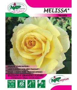 Rosier à grandes fleurs MELISSA ®