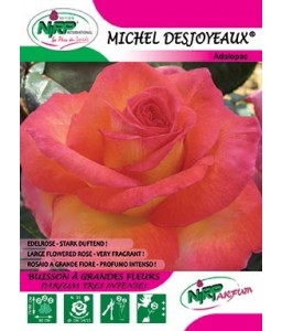 Rosier à grandes fleurs MICHEL DESJOYEAUX ®