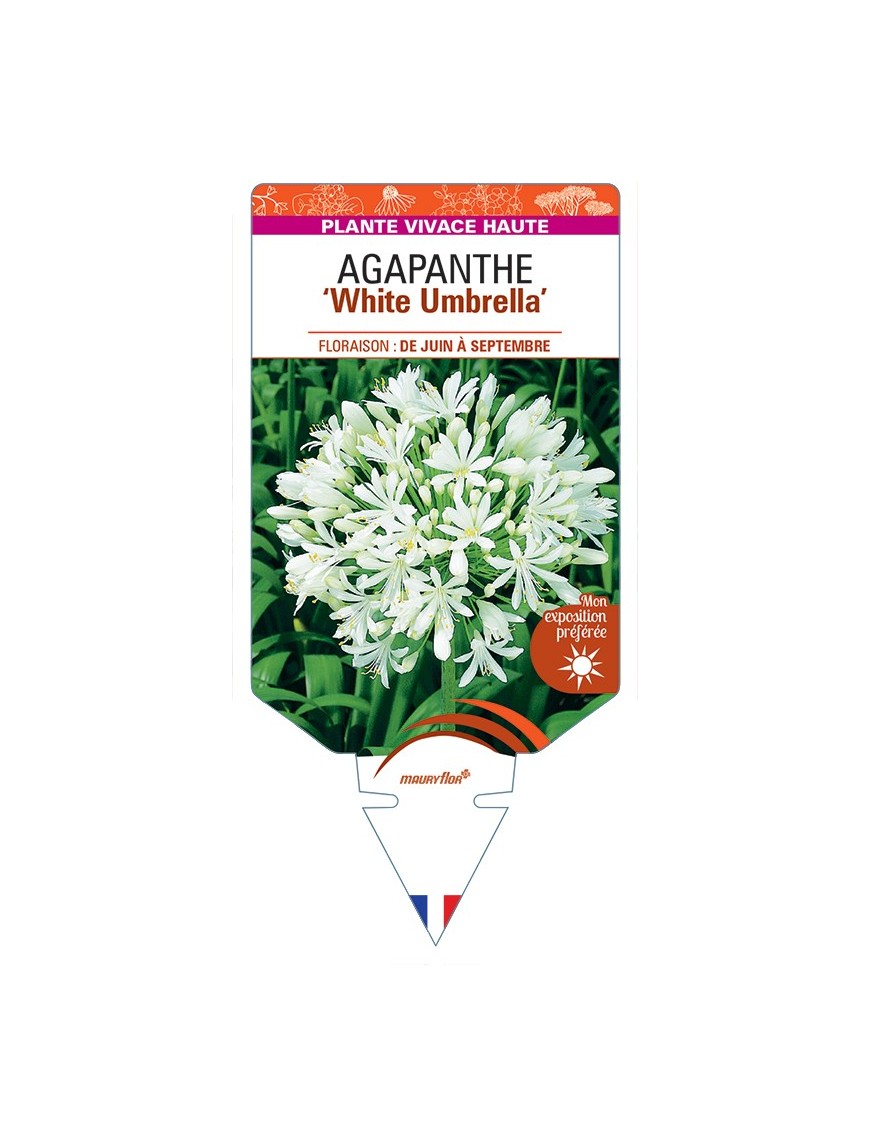 AGAPANTHUS (africanus) White Umbrella