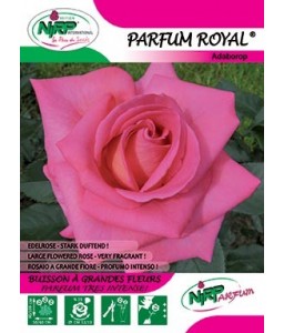 Rosier à grandes fleurs PARFUM ROYAL ®