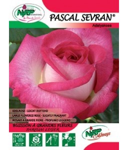 Rosier à grandes fleurs PASCAL SEVRAN ®