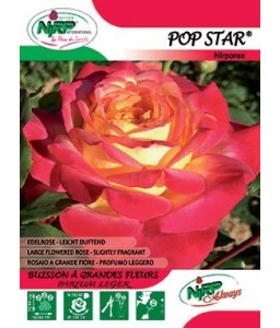 Rosier à grandes fleurs POP STAR ®
