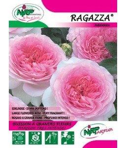 Rosier à grandes fleurs RAGAZZA ®