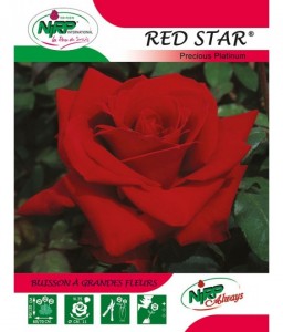 Rosier à grandes fleurs RED STAR ® *