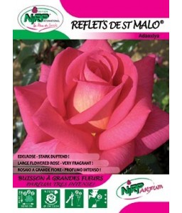 Rosier à grandes fleurs REFLETS DE ST MALO ®