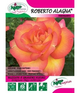 Rosier à grandes fleurs ROBERTO ALAGNA ®