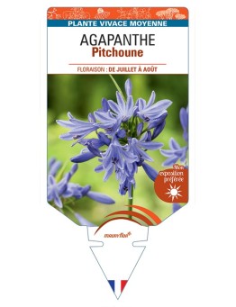 AGAPANTHUS (umbellatus) Pitchoune