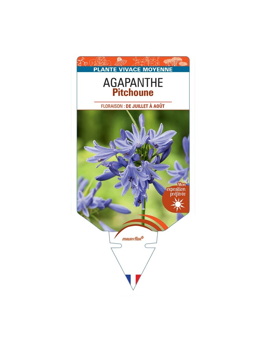 AGAPANTHUS (umbellatus) Pitchoune