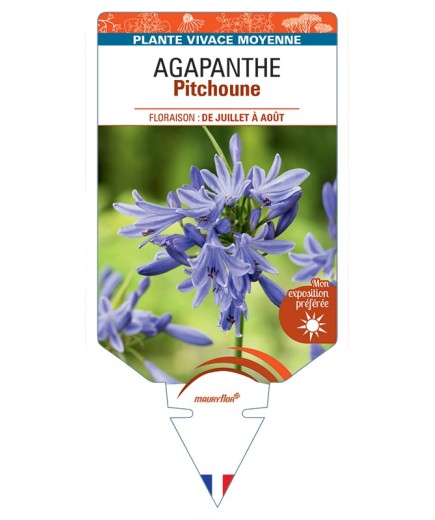 AGAPANTHUS (umbellatus) Pitchoune