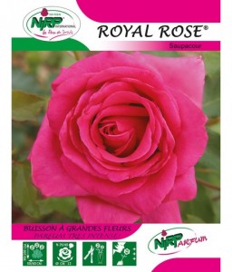 Rosier à grandes fleurs ROYAL ROSE ®