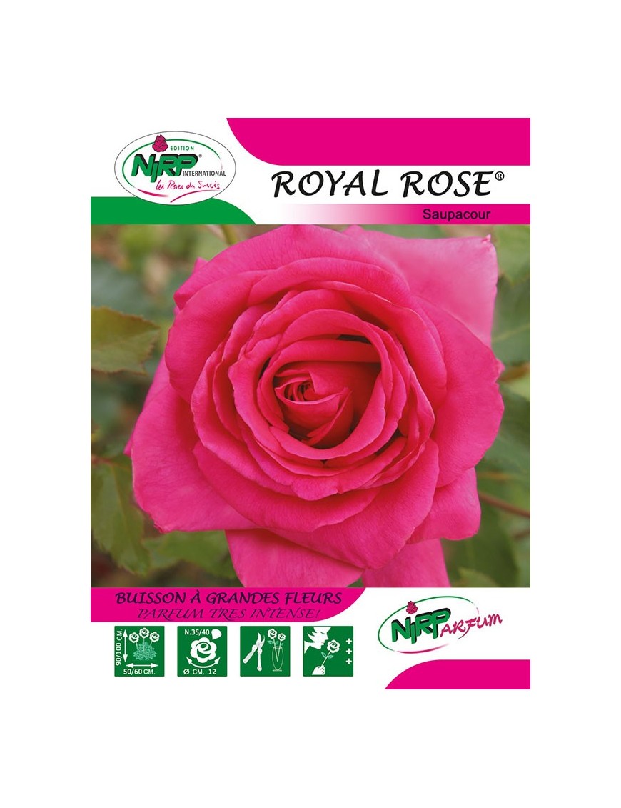 Rosier à grandes fleurs ROYAL ROSE ®