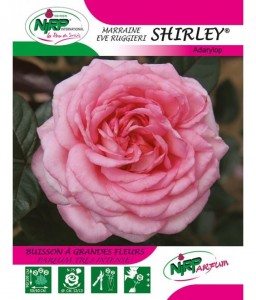 Rosier à grandes fleurs SHIRLEY ®