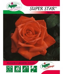 Rosier à grandes fleurs SUPER STAR ®