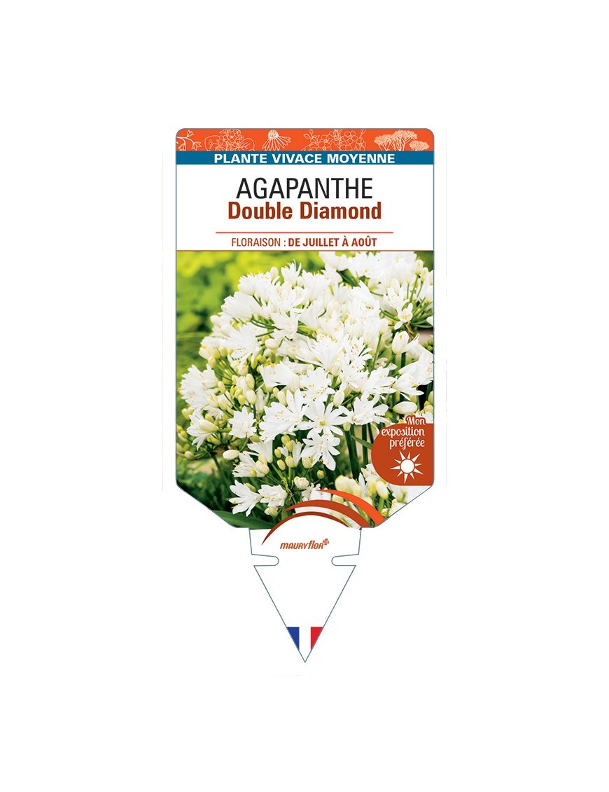 AGAPANTHUS Double Diamond
