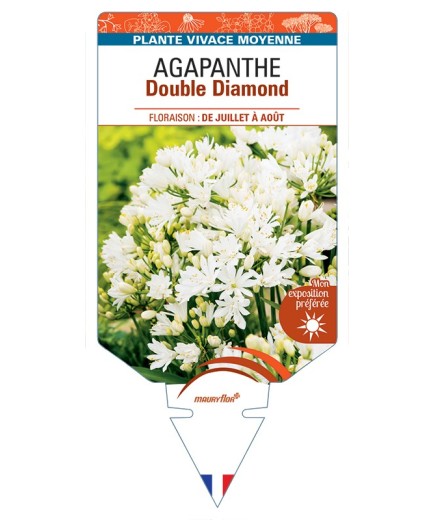 AGAPANTHUS Double Diamond