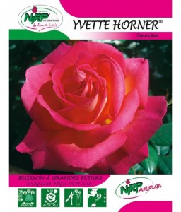 Rosier à grandes fleurs YVETTE HORNER ®
