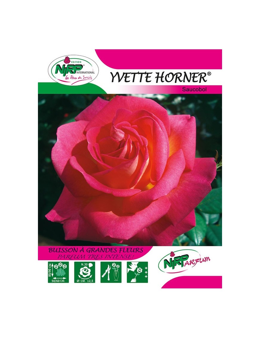 Rosier à grandes fleurs YVETTE HORNER ®