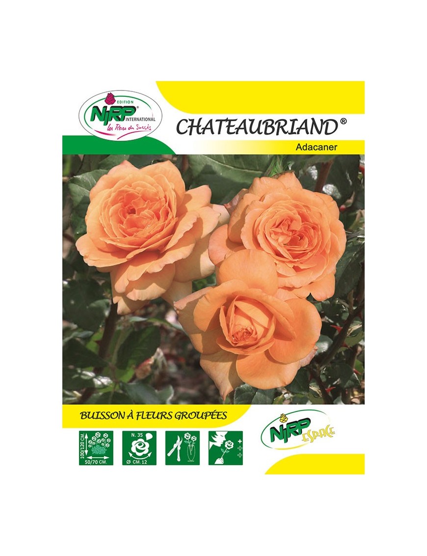 Rosier à fleurs groupées CHATEAUBRIAND ®