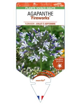 AGAPANTHUS Fireworks