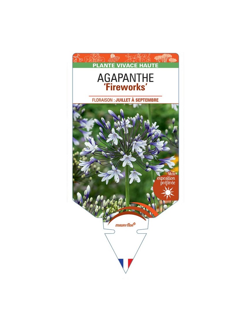 AGAPANTHUS Fireworks