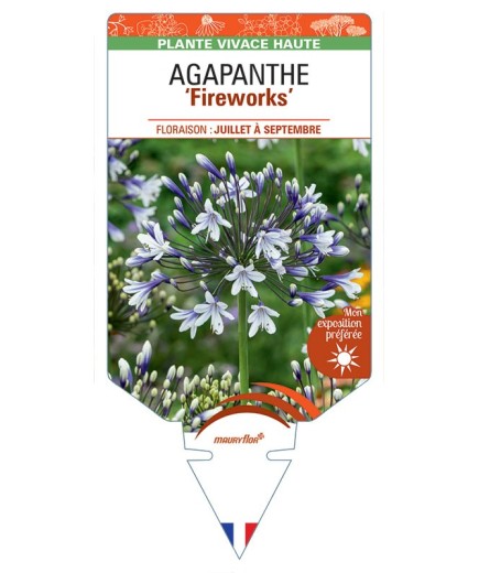 AGAPANTHUS Fireworks