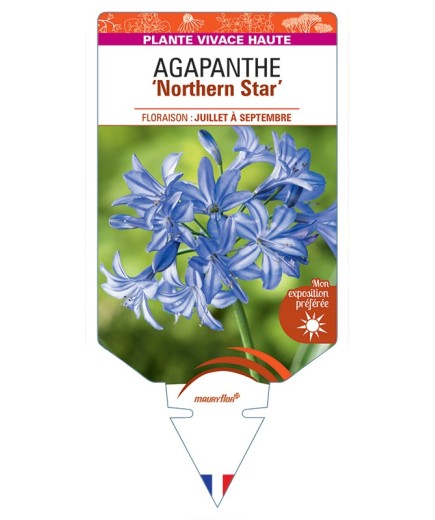 AGAPANTHUS Northern Star