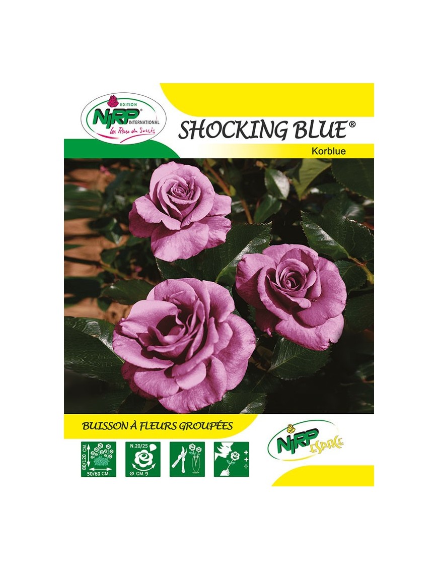 Rosier à fleurs groupées SHOCKING BLUE ® *