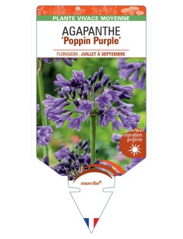 AGAPANTHUS Poppin Purple