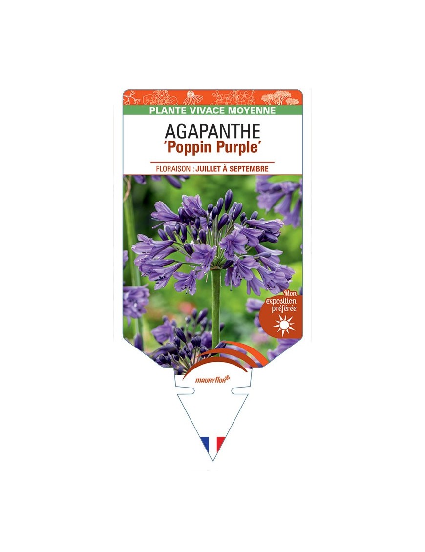 AGAPANTHUS Poppin Purple