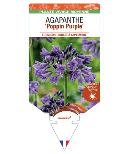 AGAPANTHUS Poppin Purple