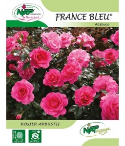 Rosier arbustif FRANCE BLEU ®