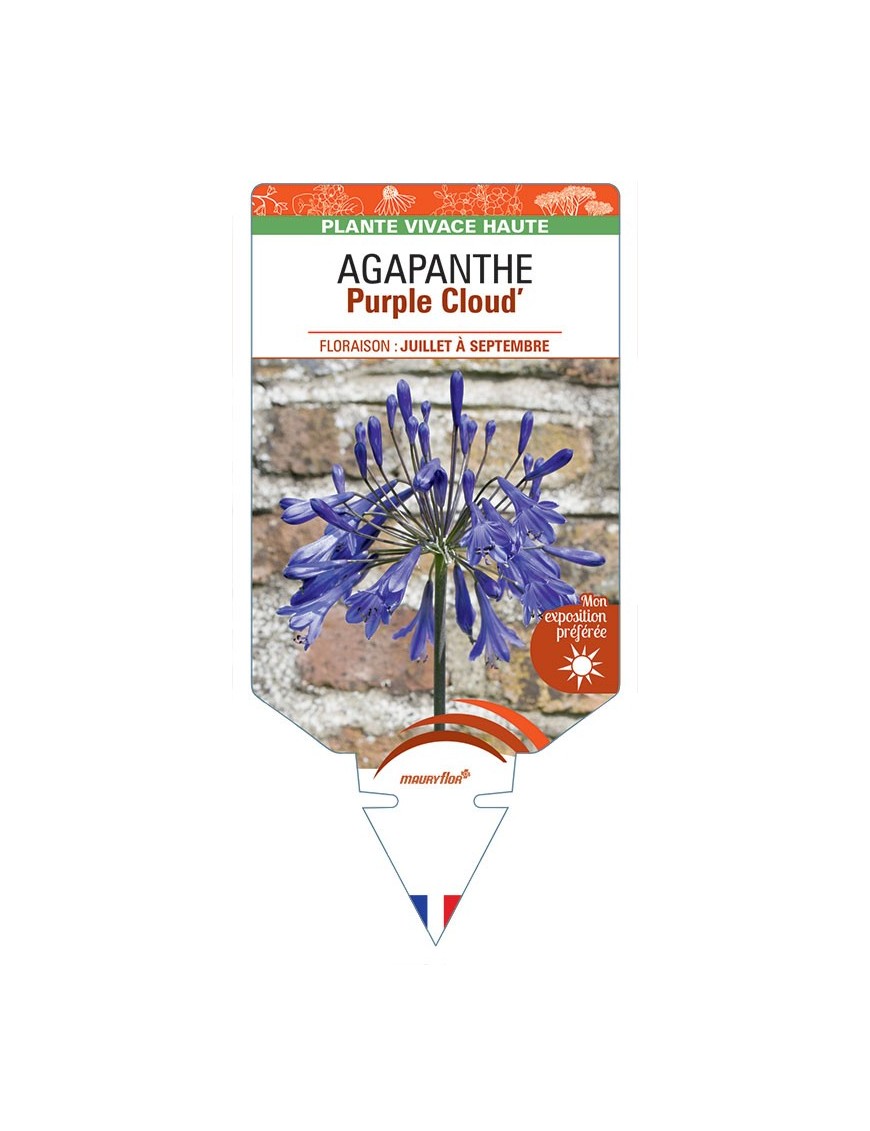 AGAPANTHUS Purple Cloud