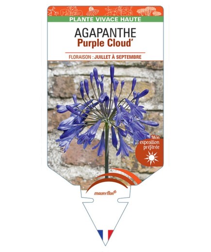AGAPANTHUS Purple Cloud