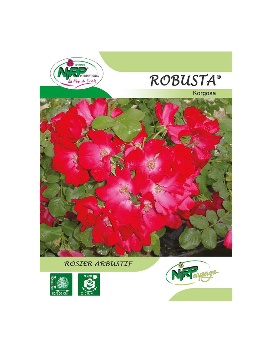 Rosier arbustif ROBUSTA ® *