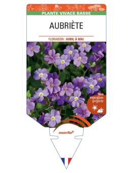 AUBRIÈTE (violet)