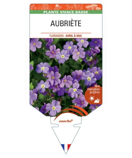 AUBRIÈTE (violet)