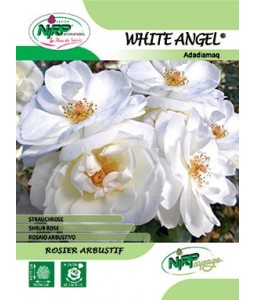 Rosier arbustif WHITE ANGEL ®