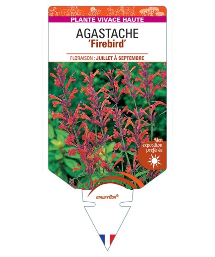 AGASTACHE (barberi) Firebird