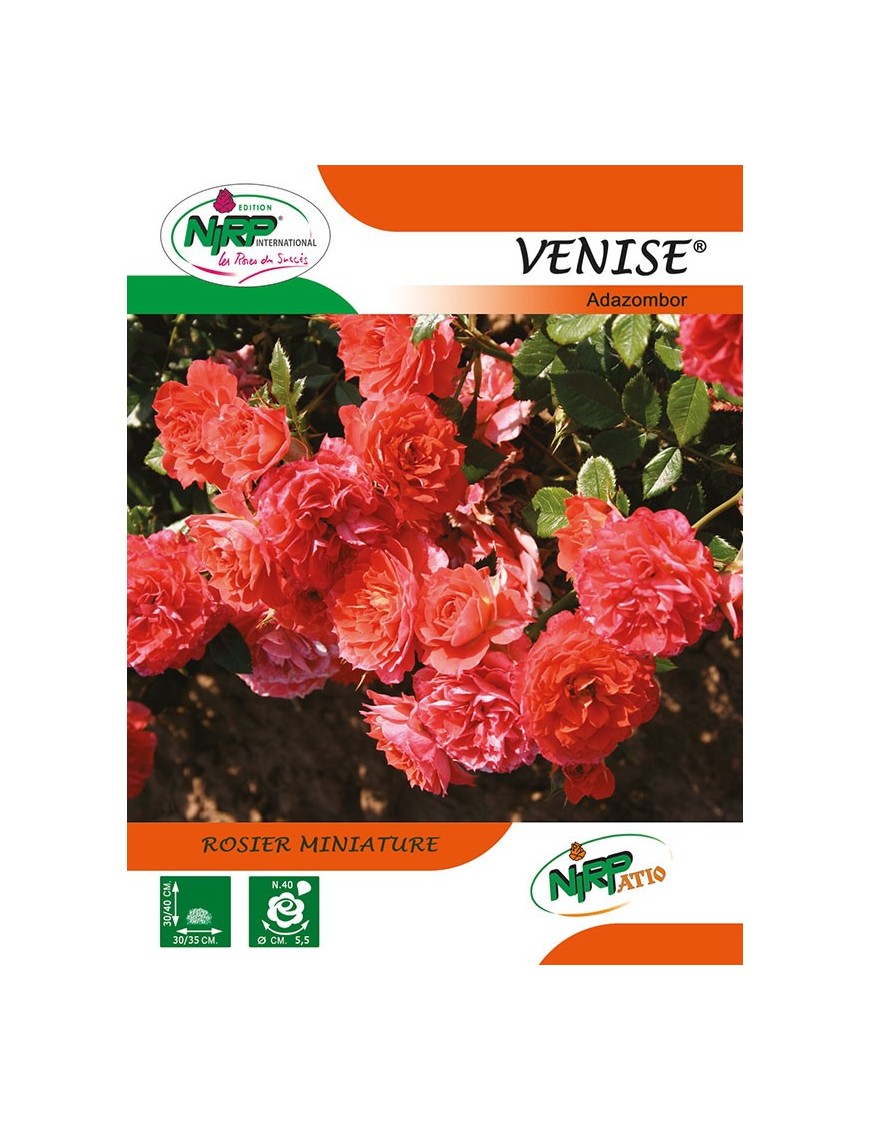 Rosier miniature VENISE ®