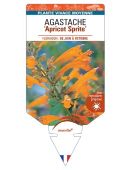 AGASTACHE Apricot Sprite