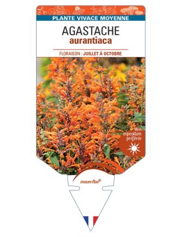 AGASTACHE aurantiaca