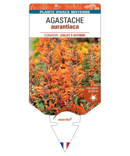 AGASTACHE aurantiaca