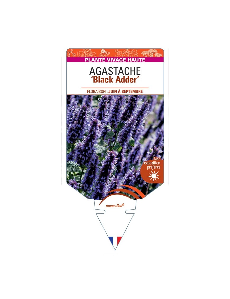 AGASTACHE Black Adder
