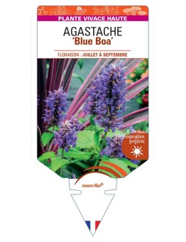 AGASTACHE Blue Boa