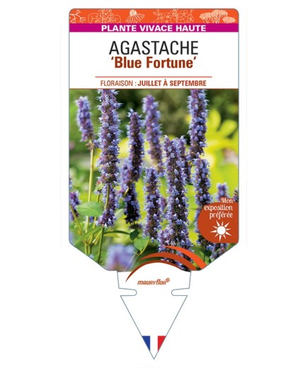AGASTACHE Blue Fortune