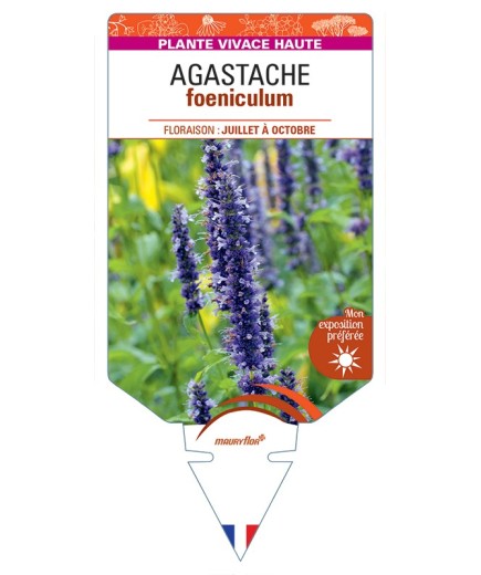 AGASTACHE foeniculum