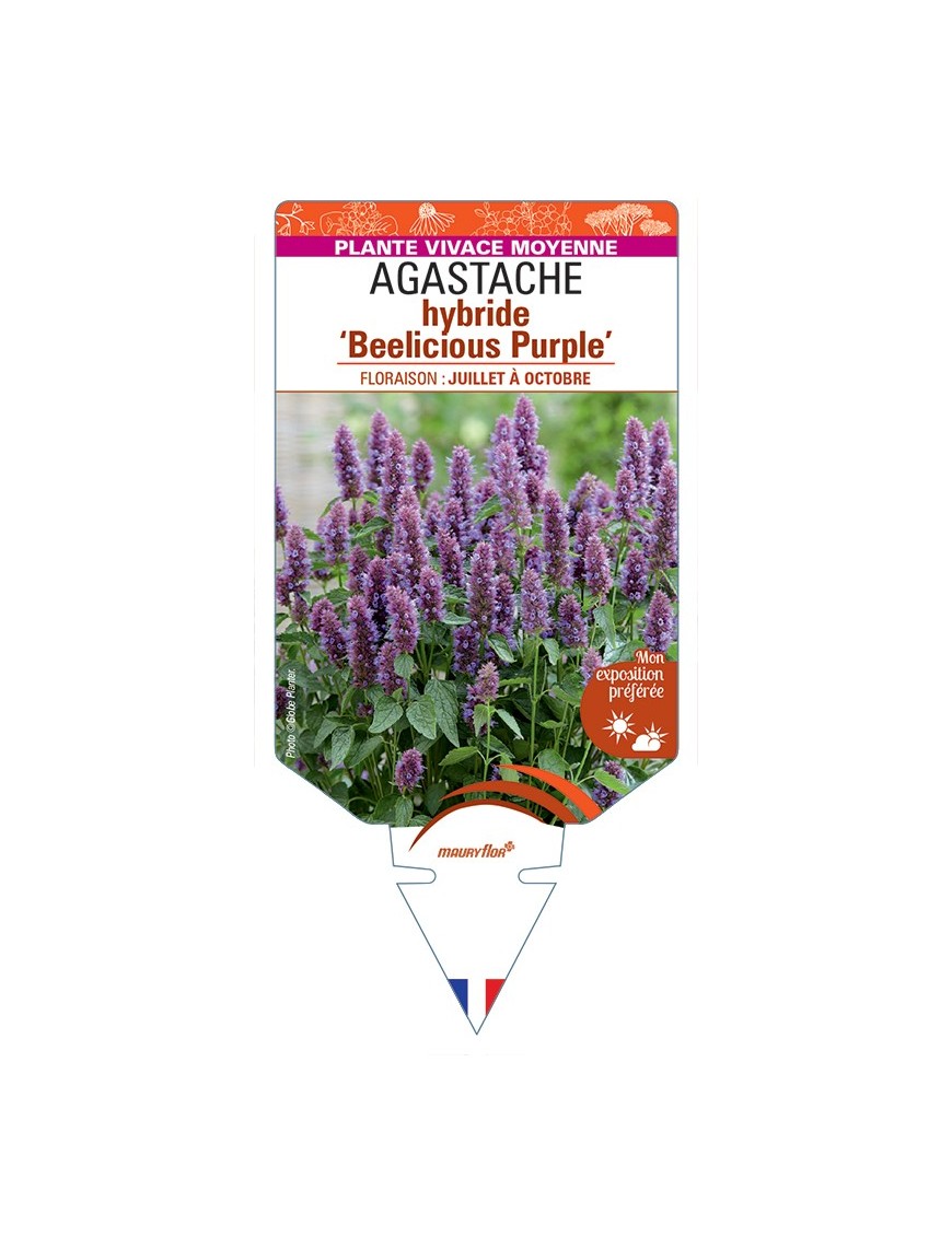 AGASTACHE hybride Beelicious Purple