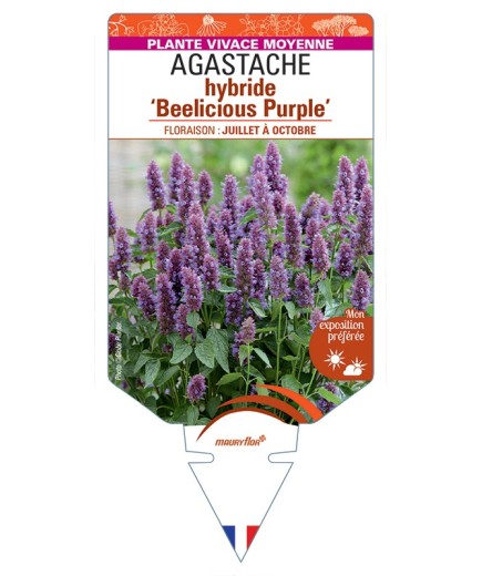 AGASTACHE hybride Beelicious Purple