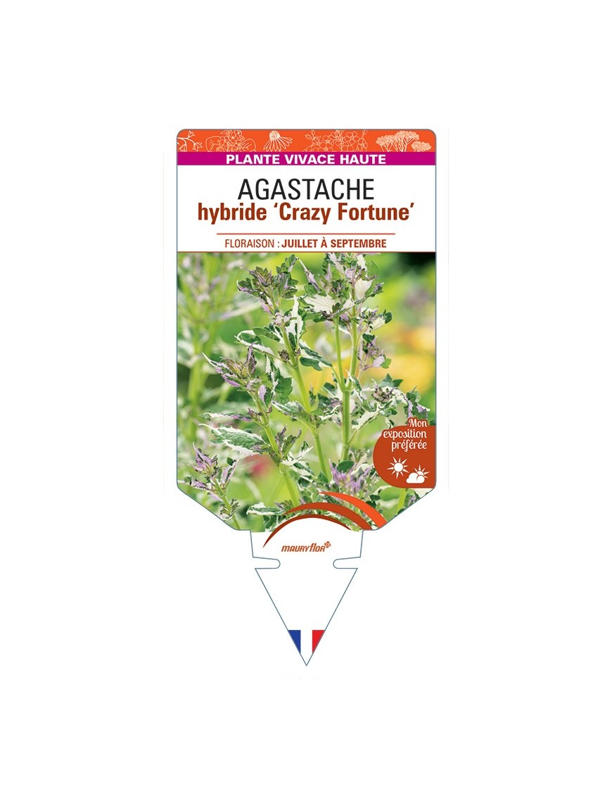 AGASTACHE hybride Crazy Fortune