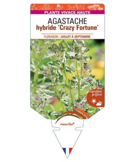 AGASTACHE hybride Crazy Fortune